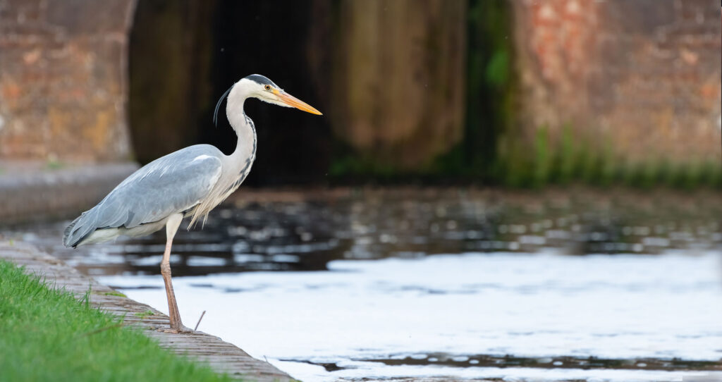 Heron on Grand Union Canal